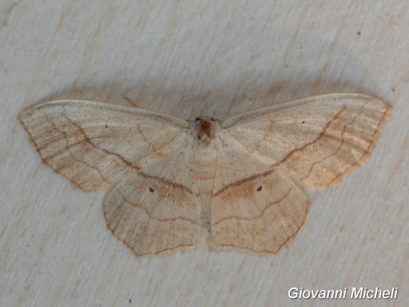 Scopula imitaria